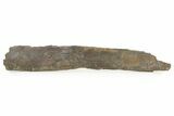 Fossil Sauropod Rib Section with Metal Stand - Colorado #339124-2